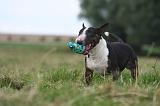 BULL TERRIER MINIATURE 067